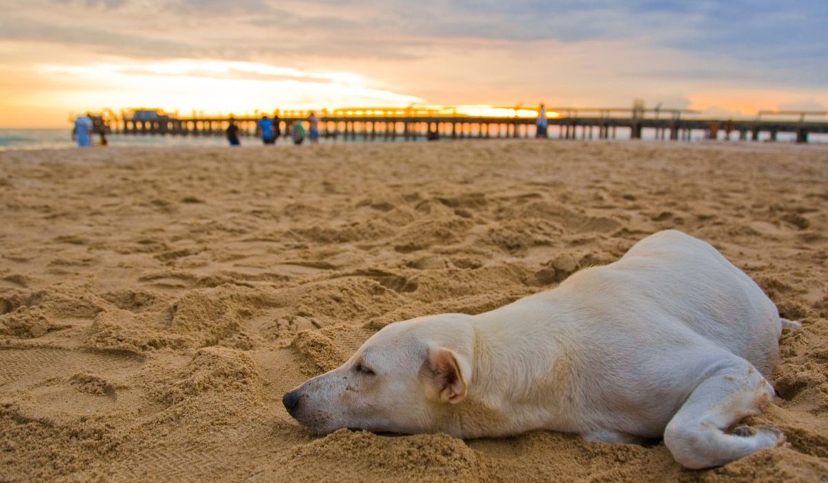 Las mejores playas para perros en la Costa Blanca