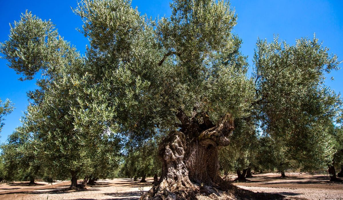 Un paseo entre olivos milenarios: Descubre la riqueza agrícola de la Vall de Laguar